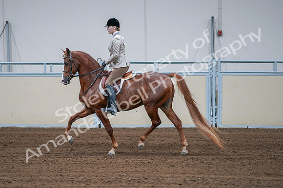 2020 - AB Morgan Horse - Fri, Sept 04 - 01563