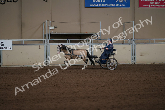 2019 Morgan Horse Show - Aug 31, 2019 - 04330