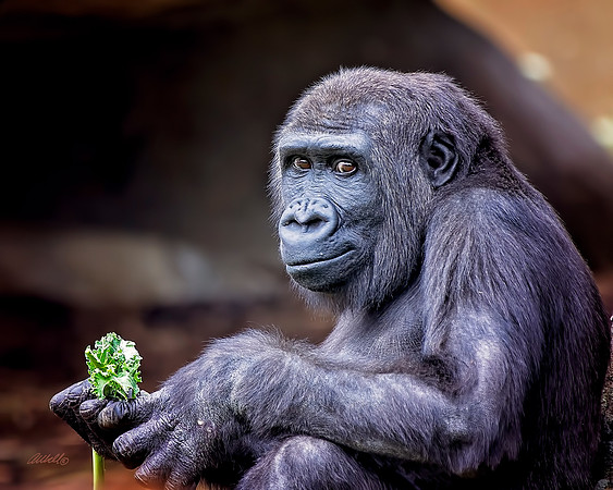 Zoo - 037