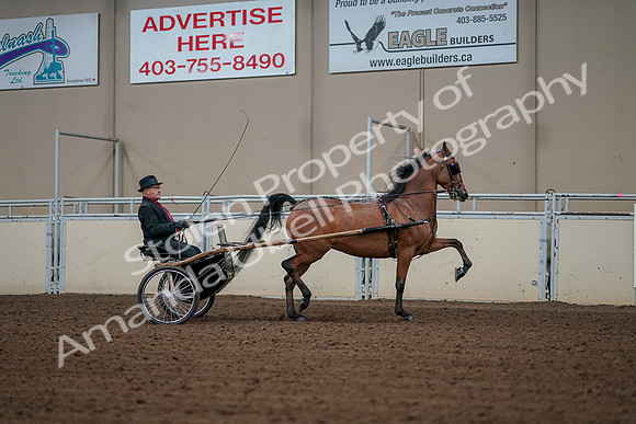 2019 Morgan Horse Show - Aug 30, 2019 - 13430