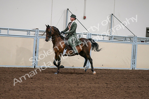 2020 - AB Morgan Horse - Fri, Sept 04 - 03331