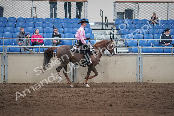 2019 Morgan Horse Show - Sept 01, 2019 - 07067