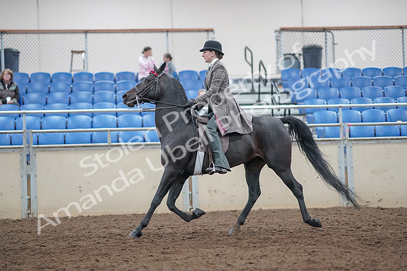 2019 Morgan Horse Show - Aug 31, 2019 - 09410