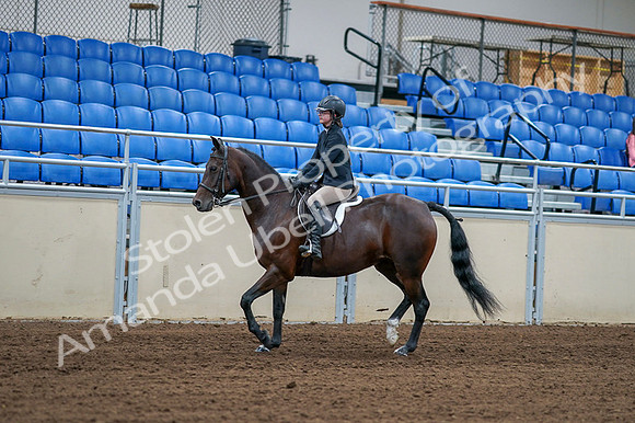 2020 - AB Morgan Horse - Fri, Sept 04 - 01505