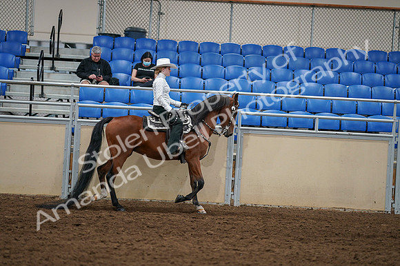 2020 - AB Morgan Horse - Fri, Sept 04 - 03527