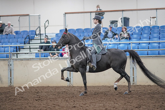 2019 Morgan Horse Show - Aug 31, 2019 - 09392