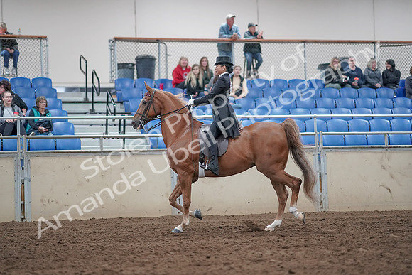 2019 Morgan Horse Show - Aug 31, 2019 - 20396