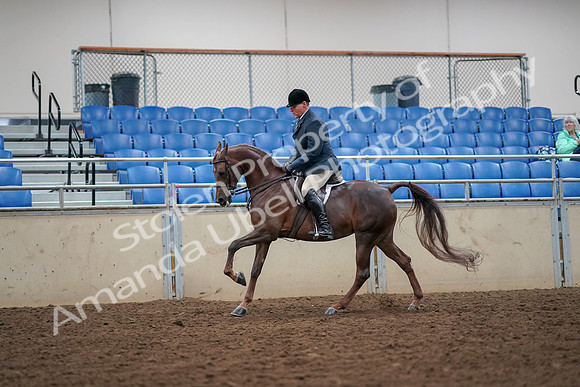 2019 Morgan Horse Show - Aug 30, 2019 - 17422