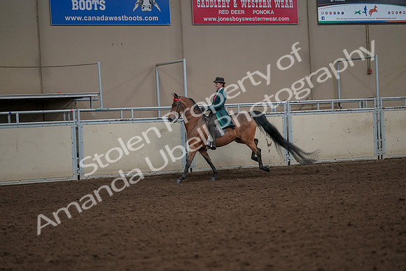 2019 Morgan Horse Show - Aug 30, 2019 - 27994