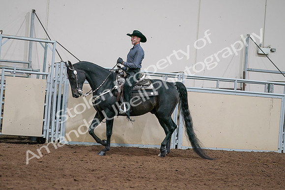 2020 - AB Morgan Horse - Fri, Sept 04 - 08535