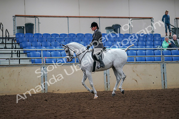 2019 Morgan Horse Show - Aug 30, 2019 - 17438