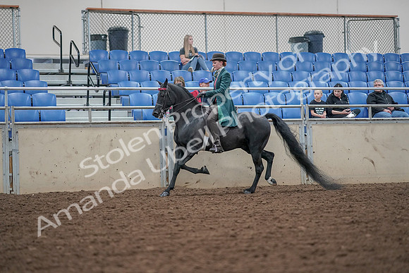 2019 Morgan Horse Show - Aug 30, 2019 - 15490