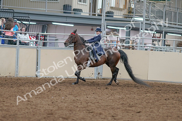 2020 - AB Morgan Horse - Sat, Sept 05 - 04750