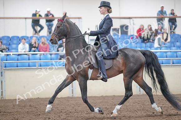 2019 Morgan Horse Show - Aug 31, 2019 - 20467
