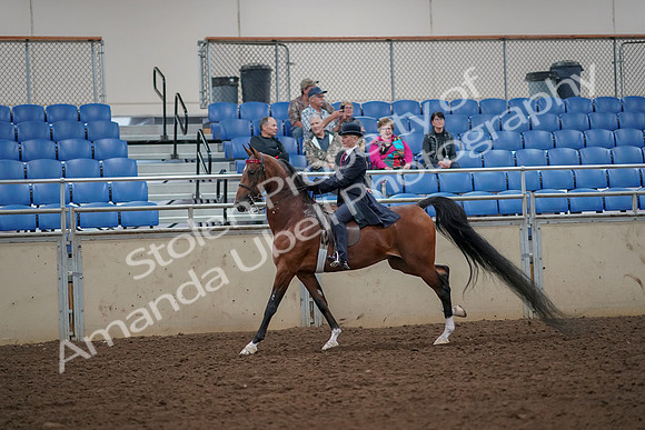 2019 Morgan Horse Show - Aug 30, 2019 - 25150