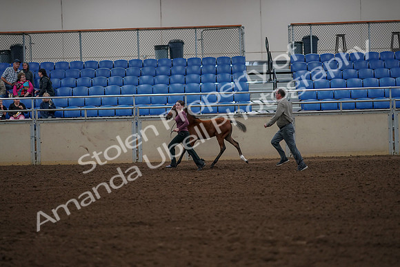 2019 Morgan Horse Show - Aug 30, 2019 - 24831