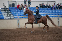 2019 Morgan Horse Show - Aug 31, 2019 - 20364