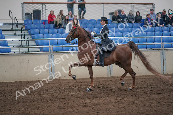 2019 Morgan Horse Show - Aug 31, 2019 - 20364