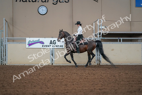 2019 Morgan Horse Show - Aug 30, 2019 - 16836