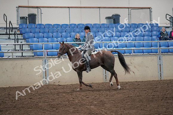 2019 Morgan Horse Show - Aug 31, 2019 - 07321