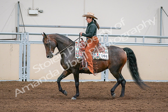 2020 - AB Morgan Horse - Sun, Sept 06 - 01564