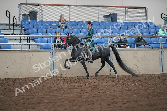 2019 Morgan Horse Show - Aug 30, 2019 - 15487