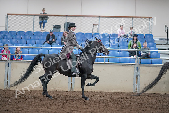 2019 Morgan Horse Show - Aug 31, 2019 - 09661