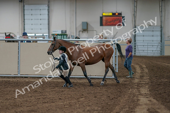 2020 - AB Morgan Horse - Fri, Sept 04 - 00742