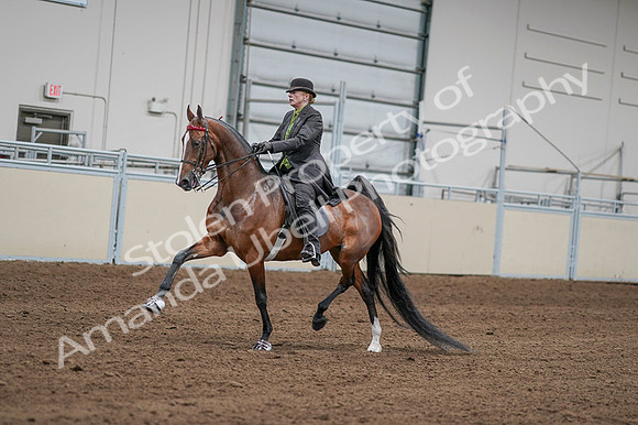 2020 - AB Morgan Horse - Fri, Sept 04 - 09561