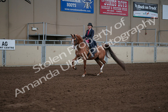 2019 Morgan Horse Show - Sept 01, 2019 - 12104
