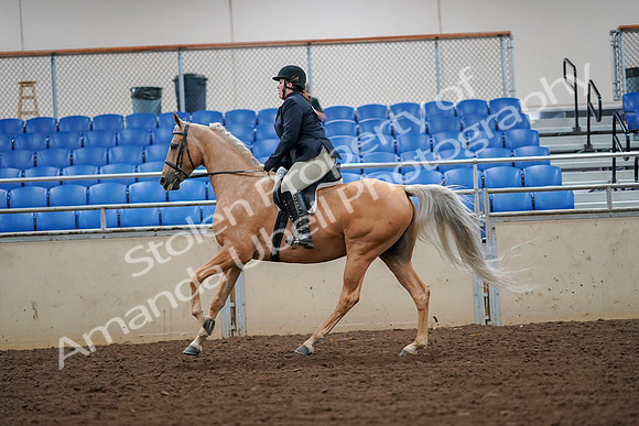 2019 Morgan Horse Show - Aug 30, 2019 - 16334