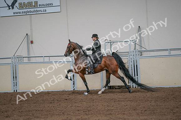 2020 - AB Morgan Horse - Fri, Sept 04 - 09673