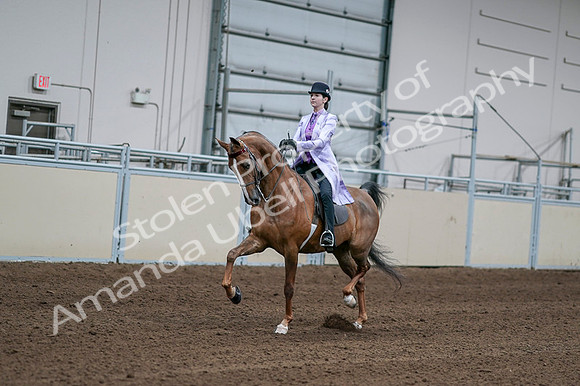 2020 - AB Morgan Horse - Fri, Sept 04 - 05003