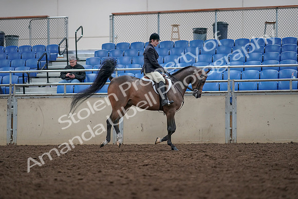 2019 Morgan Horse Show - Aug 31, 2019 - 16084