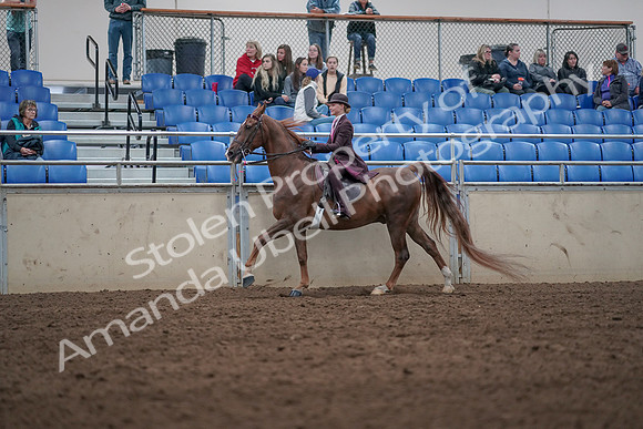 2019 Morgan Horse Show - Aug 31, 2019 - 20622