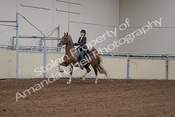 2020 - AB Morgan Horse - Fri, Sept 04 - 09697