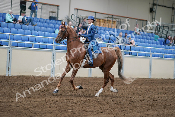 2020 - AB Morgan Horse - Sat, Sept 05 - 06180