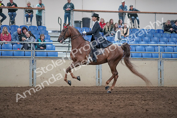 2019 Morgan Horse Show - Aug 31, 2019 - 20573