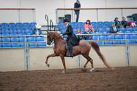 2019 Morgan Horse Show - Aug 31, 2019 - 12181
