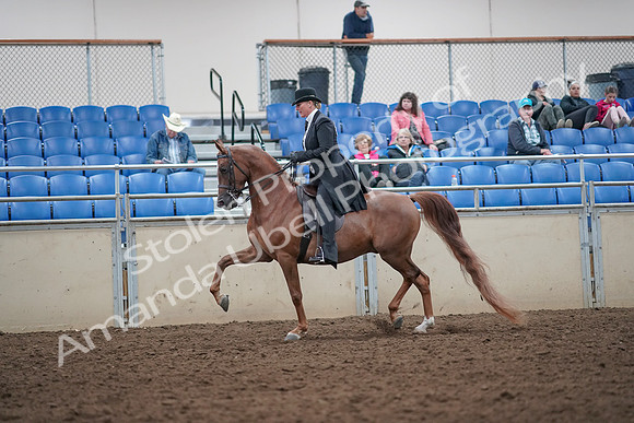 2019 Morgan Horse Show - Aug 31, 2019 - 12181