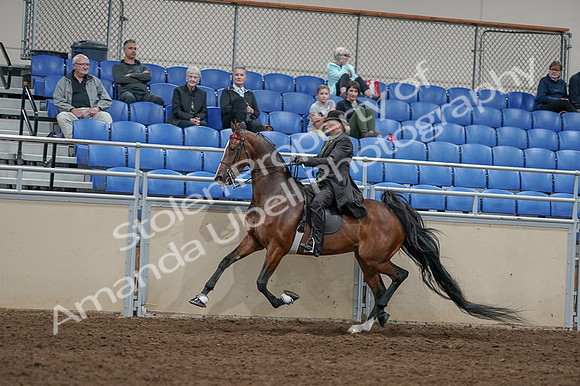 2020 - AB Morgan Horse - Fri, Sept 04 - 09765