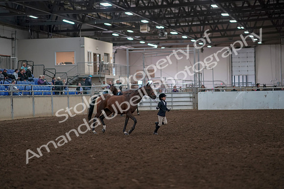 2019 Morgan Horse Show - Aug 31, 2019 - 01501