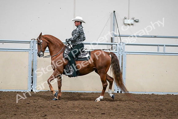 2020 - AB Morgan Horse - Sun, Sept 06 - 07587