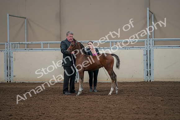 2019 Morgan Horse Show - Aug 30, 2019 - 24835