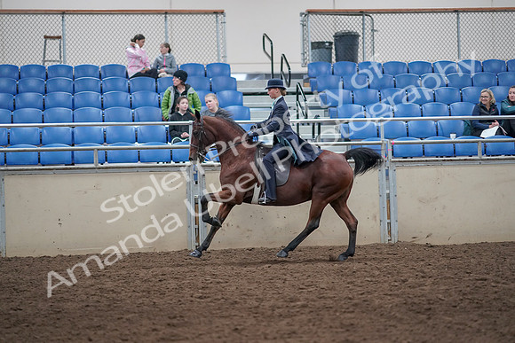 2019 Morgan Horse Show - Aug 31, 2019 - 09491