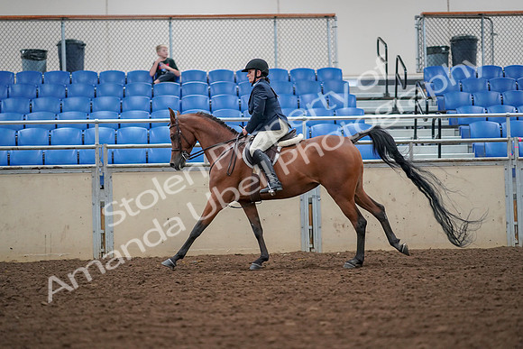 2019 Morgan Horse Show - Aug 30, 2019 - 16373