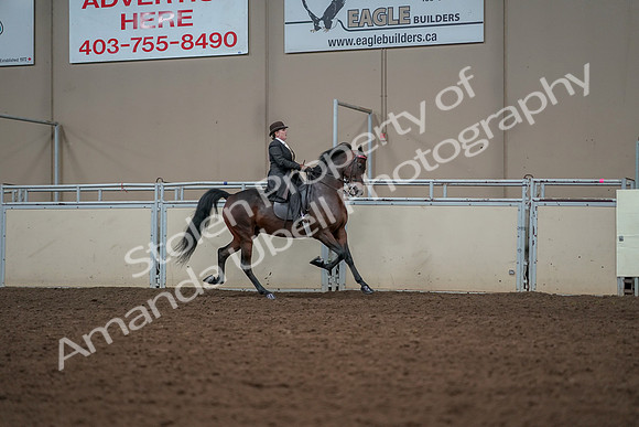 2019 Morgan Horse Show - Aug 30, 2019 - 28106