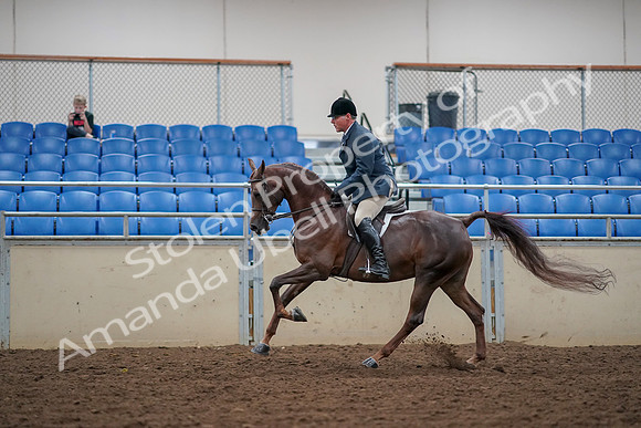 2019 Morgan Horse Show - Aug 30, 2019 - 17484