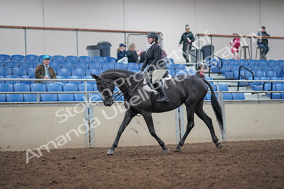 2019 Morgan Horse Show - Aug 31, 2019 - 14629