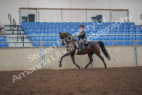 2019 Morgan Horse Show - Aug 30, 2019 - 27938